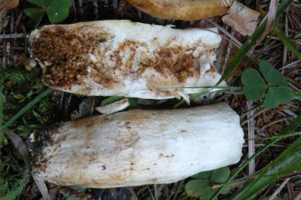 Forse Russula laurocerasi?